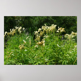 公園の夏の植物 ポスター