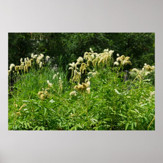 公園の夏の植物 ポスター (正面)