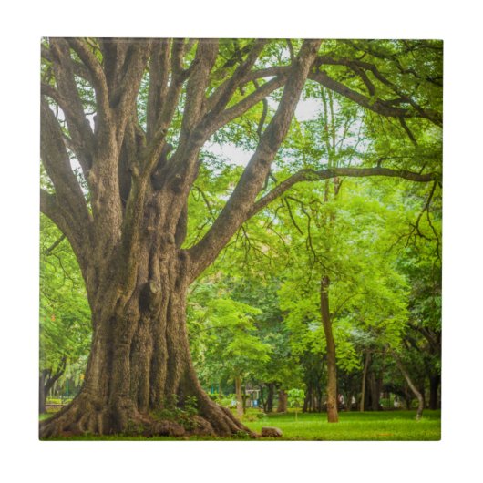 公園の大きい木 タイル (正面)