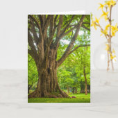 公園の大きな木 カード (黄色い花)