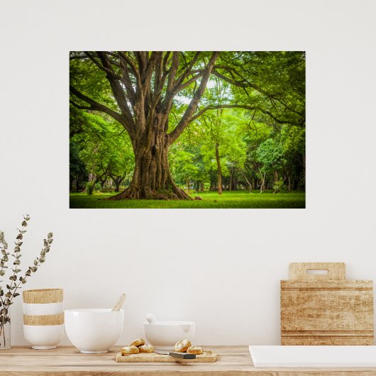 公園の大きな木 ポスター (キッチン)