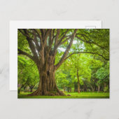 公園の大きな木 ポストカード (正面/裏面)