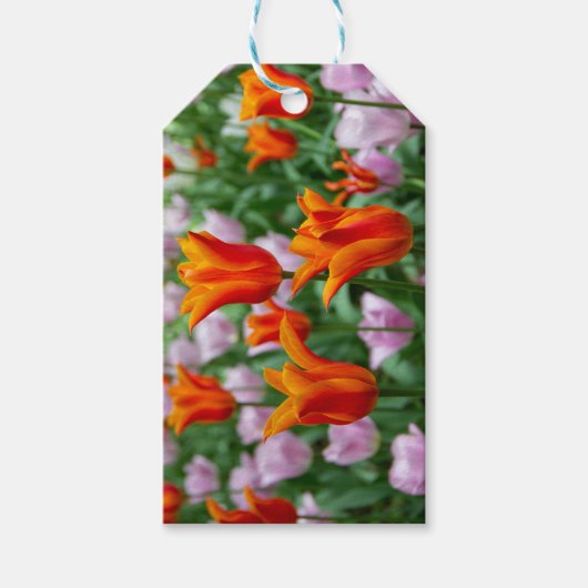 公園の明るいオレンジ色のチューリップ ギフトタグ (正面)