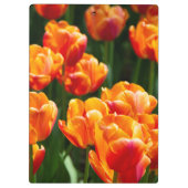 公園の明るいオレンジ色のチューリップ クリップボード (裏面)
