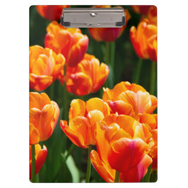 公園の明るいオレンジ色のチューリップ クリップボード