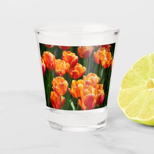 公園の明るいオレンジ色のチューリップ ショットグラス (正面)