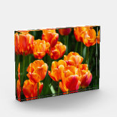 公園の明るいオレンジ色のチューリップ フォトブロック (左)