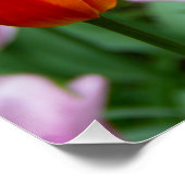 公園の明るいオレンジ色のチューリップ ポスター (コーナー)