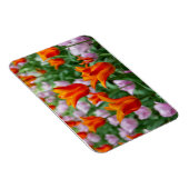 公園の明るいオレンジ色のチューリップ マグネット (右側)