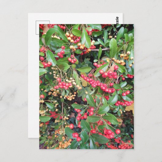 公園の果実 ポストカード (正面/裏面)