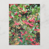 公園の果実 ポストカード (正面)