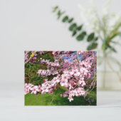公園の桜の木 はがき (スタンド正面)