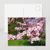 公園の桜の木 はがき (正面/裏面)