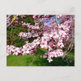 公園の桜の木 はがき