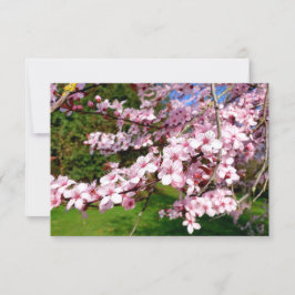 公園の桜の木 カード