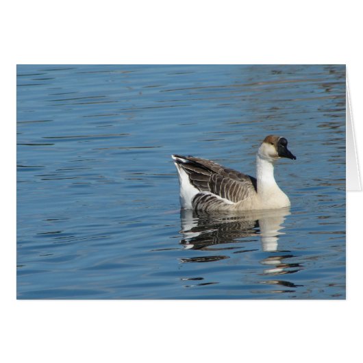 公園の鵞鳥 (正面横)