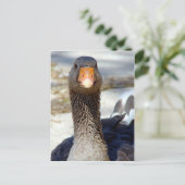 公園の鵞鳥 ポストカード (スタンド正面)