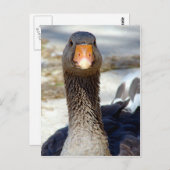 公園の鵞鳥 ポストカード (正面/裏面)