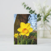 公園はがき中の水仙 ポストカード (スタンド正面)