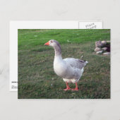 公園はがき内のガチョウ ポストカード (正面/裏面)