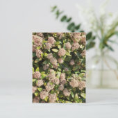 公園はがき内のスキミア・ジャポニカ ポストカード (スタンド正面)