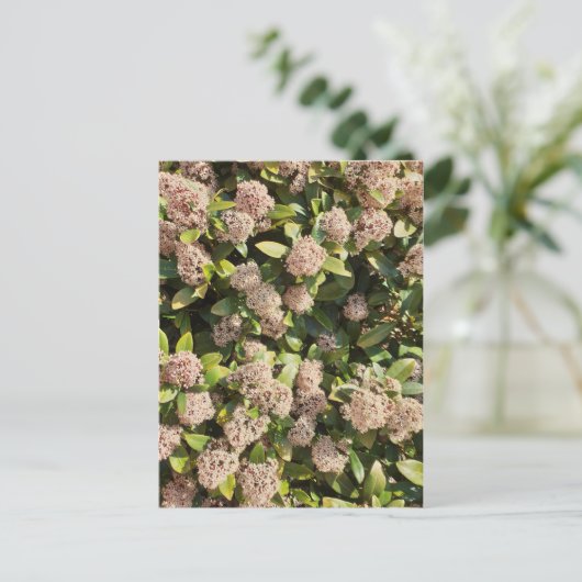 公園はがき内のスキミア・ジャポニカ ポストカード (スタンド正面)