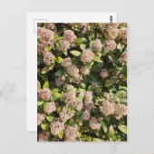 公園はがき内のスキミア・ジャポニカ ポストカード (正面/裏面)