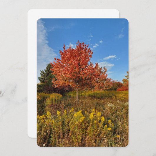 公園内の紅葉と木空白の色 (正面/裏面)