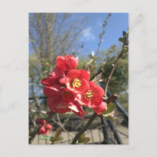 公園日本のはがき内のクリン ポストカード (正面)