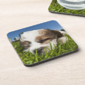 公園、バンクーバーのかわいい小犬、紀元前に、カナダ コースター (左側)