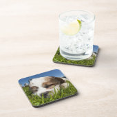 公園、バンクーバーのかわいい小犬、紀元前に、カナダ コースター (右側)