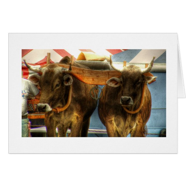 公平なサンドイッチのウシのチーム: カード (正面横)