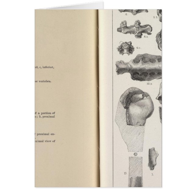 六十八フジツボ (正面)