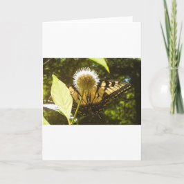 六月　モナーク　グリーティングカード カード