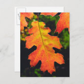 六河川のオークの葉 ポストカード (正面/裏面)