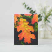 六河川のオークの葉 ポストカード (スタンド正面)