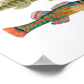 六淡水ダーター種 ポスター (角)