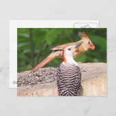 共有シードはがき ポストカード (正面/裏面)