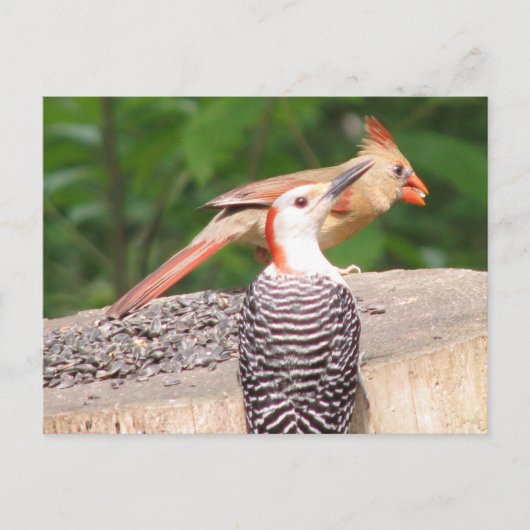 共有シードはがき ポストカード (正面)