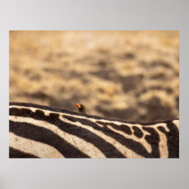 共生：オキスペッカー&ゼブラ ポスター