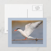 共通のアジサシ ポストカード (正面/裏面)