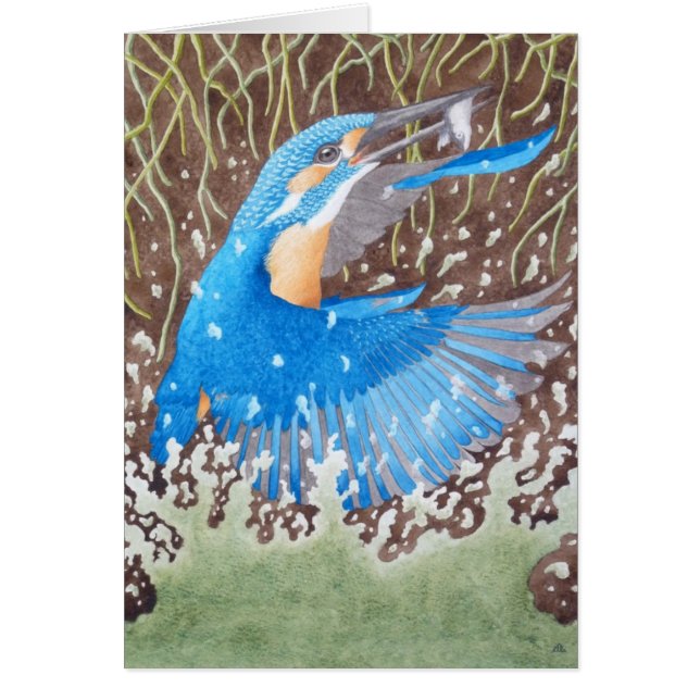 共通のカワセミ (正面)