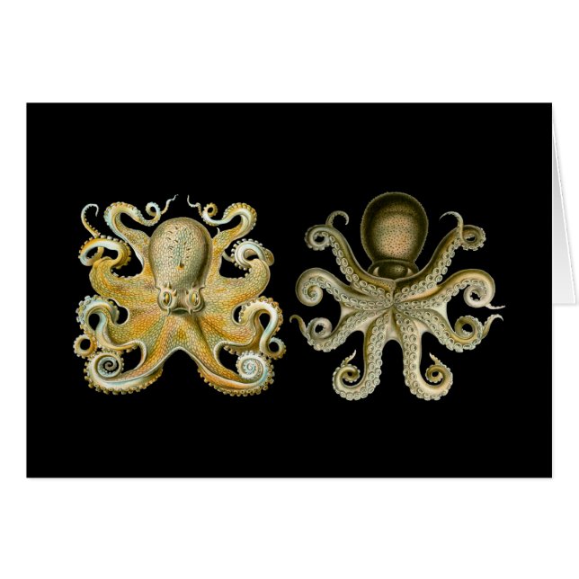 共通のタコ (正面横)