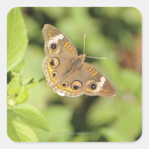 共通のバックアイズの蝶、Junonia coenia. スクエアシール