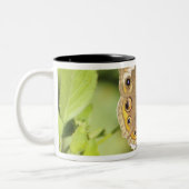 共通のバックアイズの蝶、Junonia coenia. ツートーンマグカップ (左)