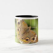 共通のバックアイズの蝶、Junonia coenia. ツートーンマグカップ (中央)