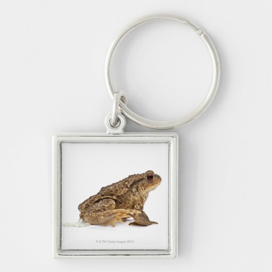 共通のヒキガエルまたはヨーロッパヒキガエル(Bufoのbufo)の怒っていること キーホルダー (正面)