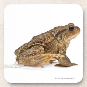 共通のヒキガエルまたはヨーロッパヒキガエル(Bufoのbufo)の怒っていること コースター