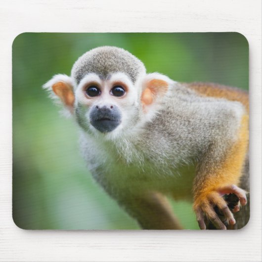 共通のリスザルのクローズアップ マウスパッド (正面)