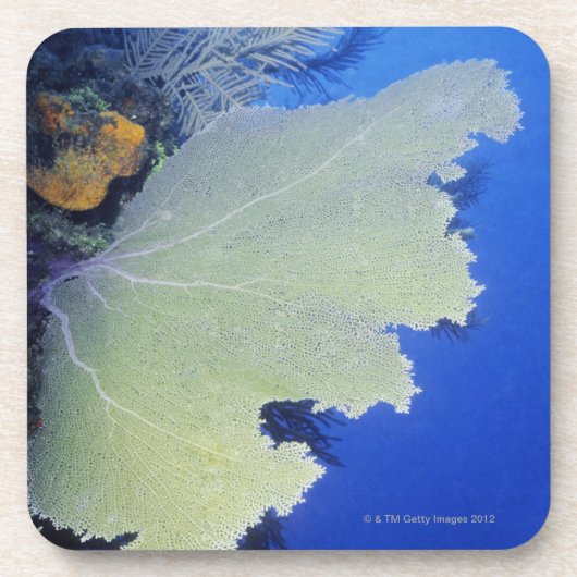 共通の海ファンのクローズアップ コースター (正面)